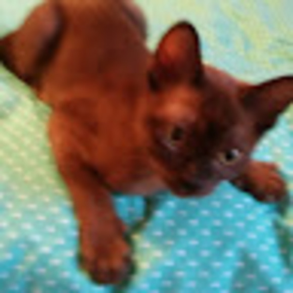 Meet your Posher, Rosalind - Picture 1 of 1